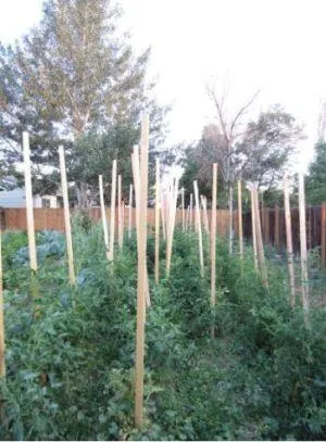 tomatoes