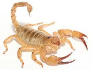 gold scorpian